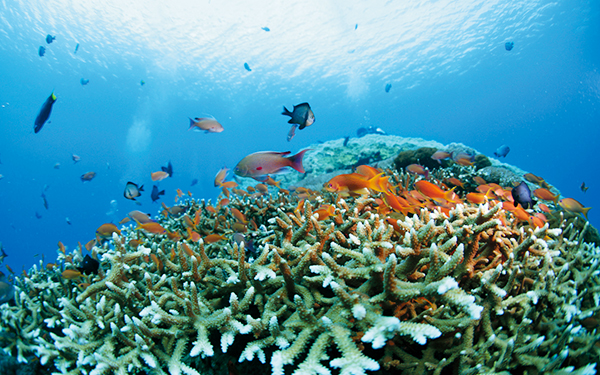“海底热带雨林”⸺珊瑚礁
